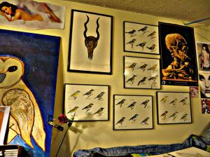 Wall of birds and pop music.