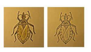 Assassin Bug finals.