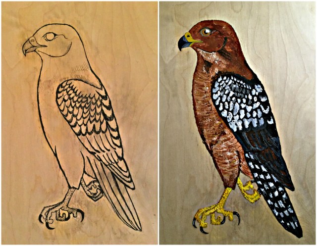 red shouldered hawks