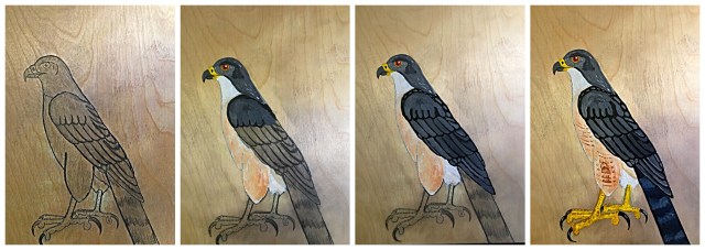 accipiter gularis process