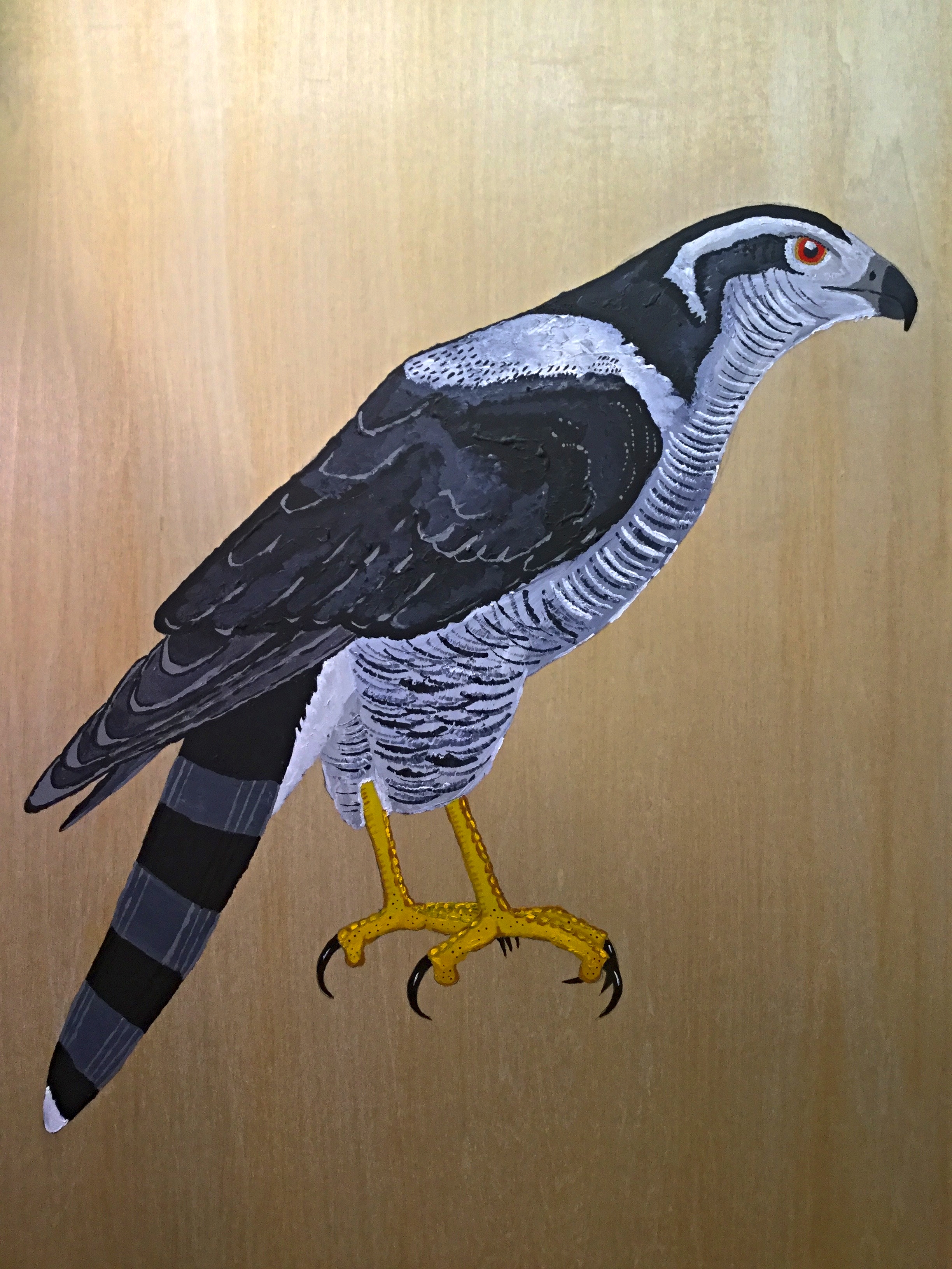 Northern Goshawk Panel
